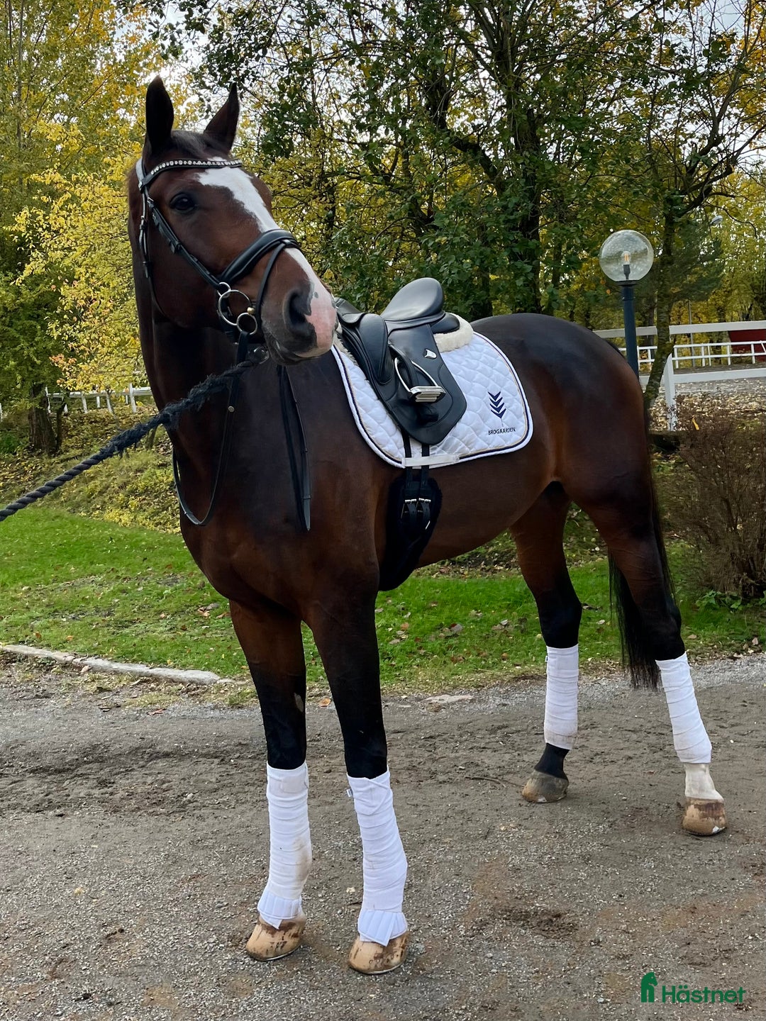Dressyr hästar till salu: Fin Dressyrhäst i Drottningholm - Annons 2