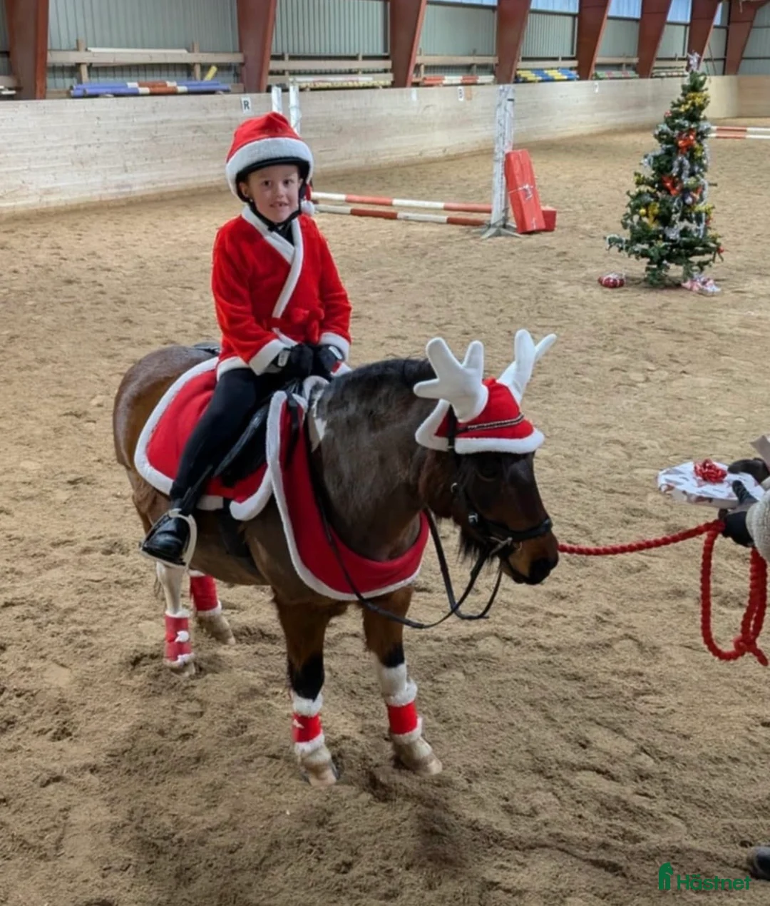 Allround hästar till salu: Den ultimata barnponnyn  - Annons 7