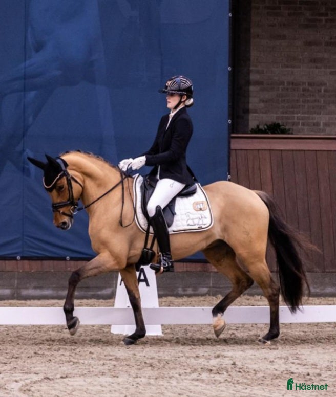  hästar Top FEI pony til salg - Annons 6