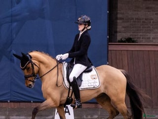 hästar Top FEI pony til salg - Annons 7