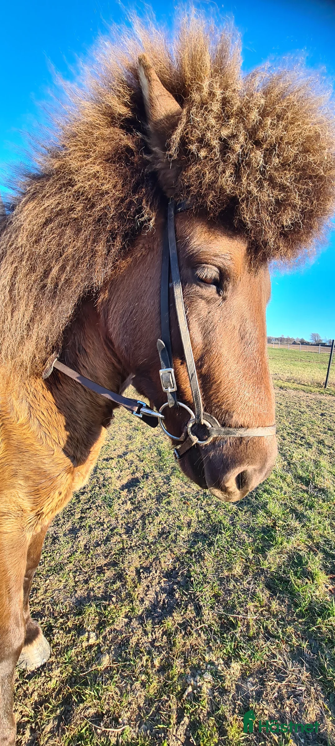 Island hästar till salu: Gulsvart 5 gångssto - Annons 3