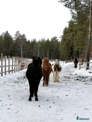 stallplats i Vittangi - Annons 8