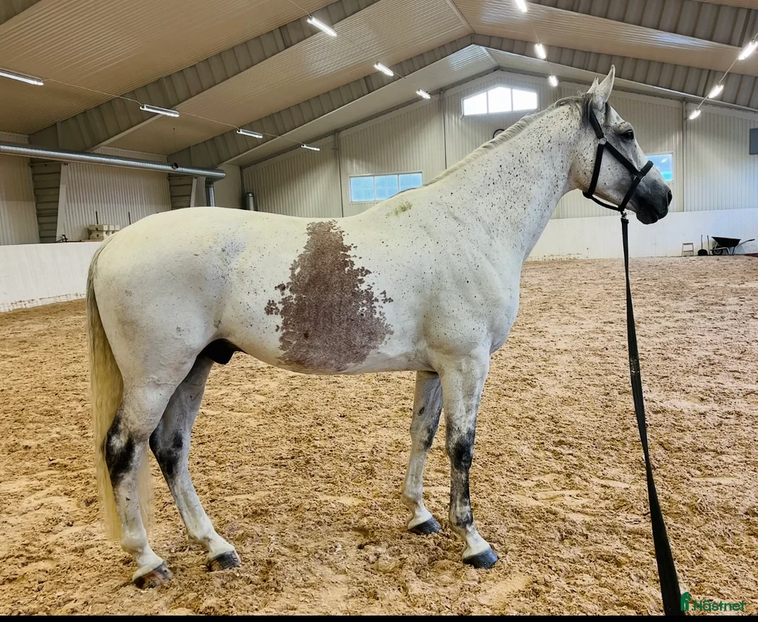 Allround hästar till salu: Lyxig hobbyhäst - Annons 3