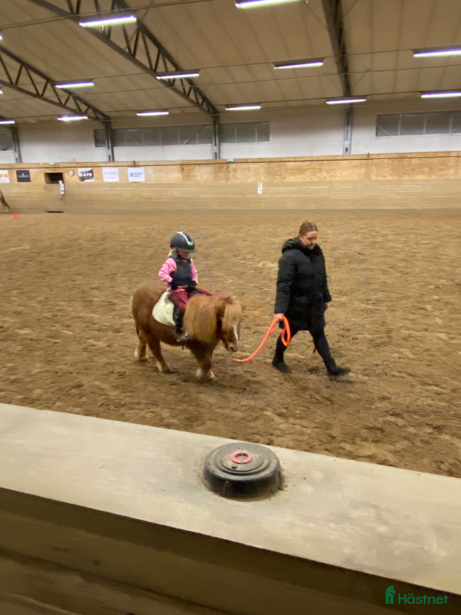  foderhäst Stor A eller liten B ponny - Annons 7