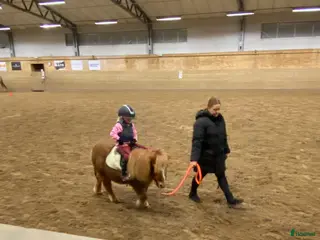 foderhäst Stor A eller liten B ponny - Annons 7