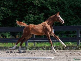 hästar Internationellt prestationsblod - Annons 5