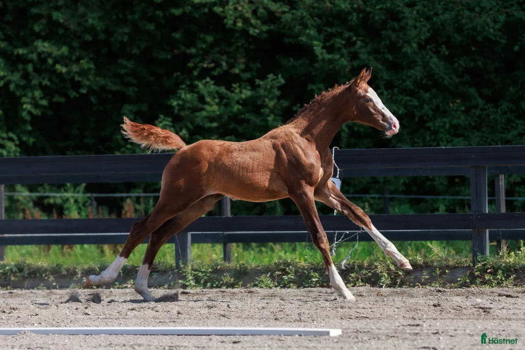Hoppning hästar till salu: Internationellt prestationsblod - Annons 1