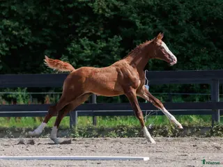 hästar Internationellt prestationsblod - Annons 3