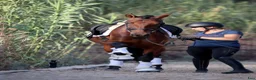 Dressyr hästar till salu: Mångsidigt PRE sto - Annons 6