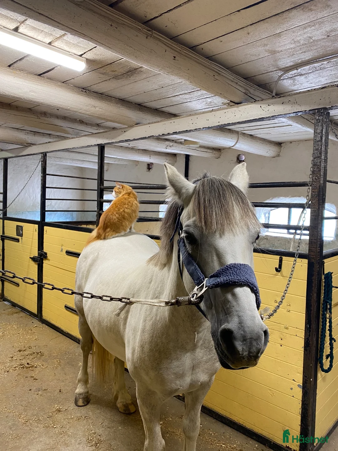  stallplats finnes: Boxplats till valack finnes Kungsbacka/Vallda - Annons 1