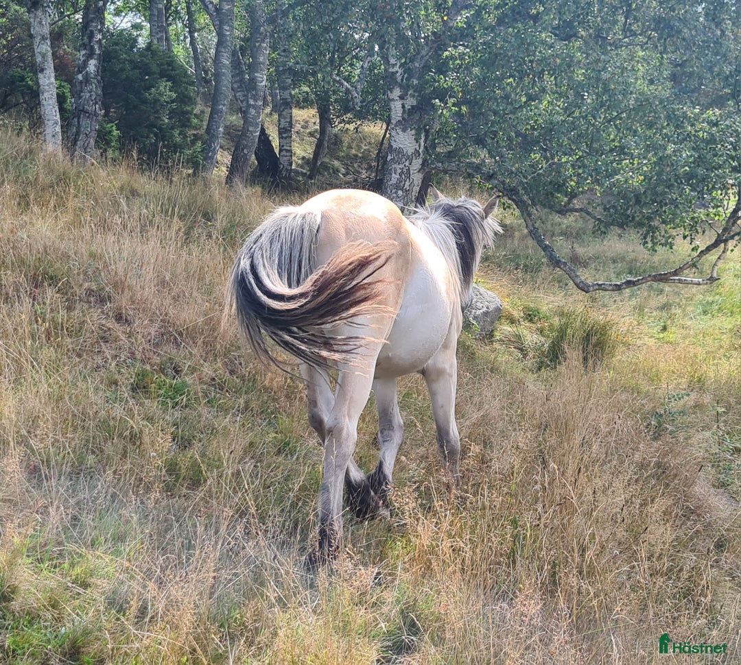 Körning hästar till salu: Fin nordsvensk  i Henån - Annons 8