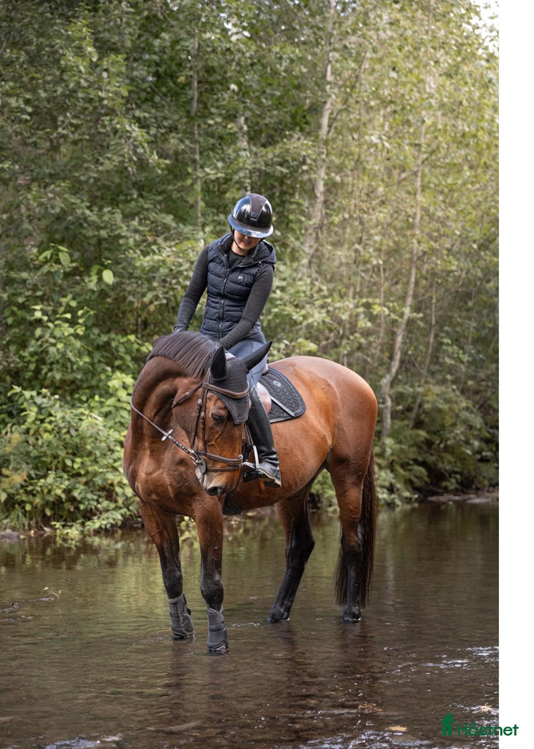 Hoppning hästar till salu: Snill spranghest med stor kapasitet i Nittedal - Annons 2