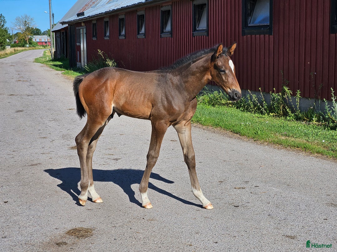 Dressyr hästar till salu: Harry vinnare 83,9% i Köpingsvik - Annons 3