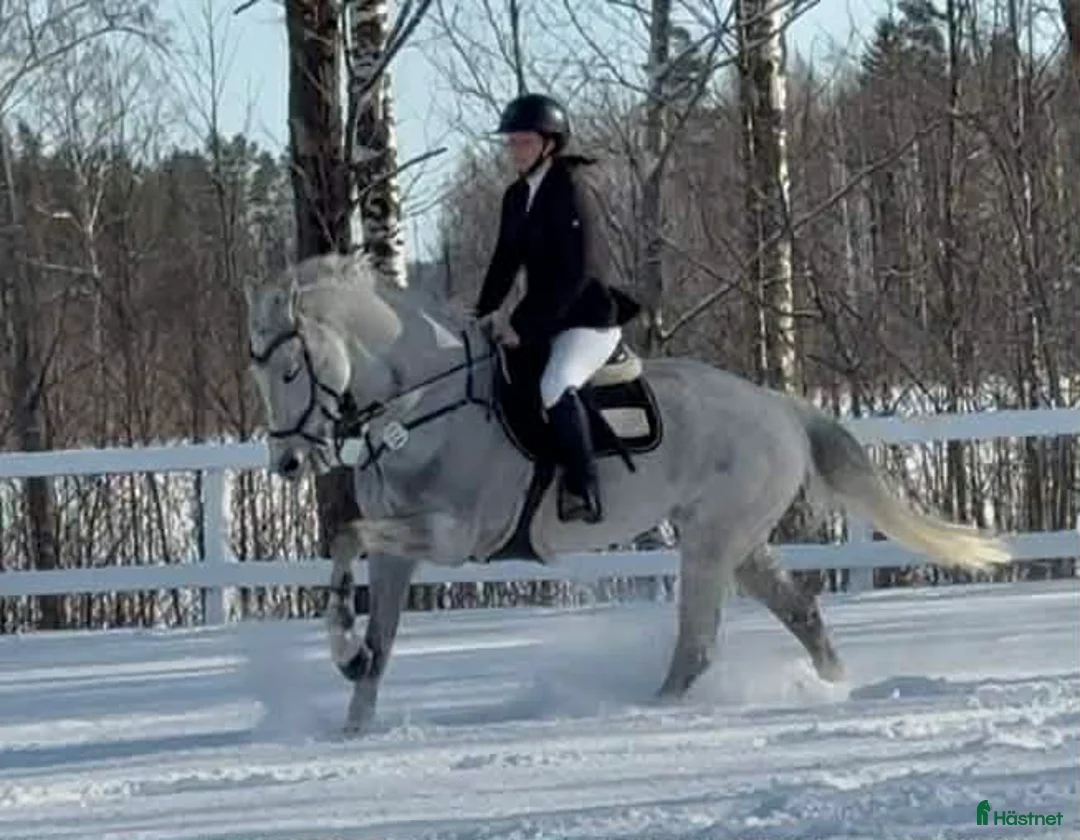 Allround hästar till salu: Fin hopphäst med bra gång  i Sala - Annons 7