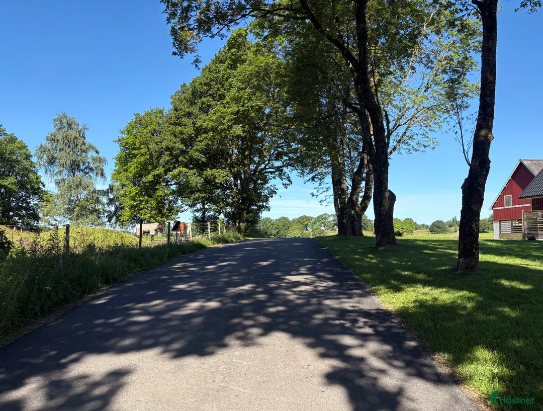  stallplats finnes: Litet lugnt stall i Halmstad - Annons 4