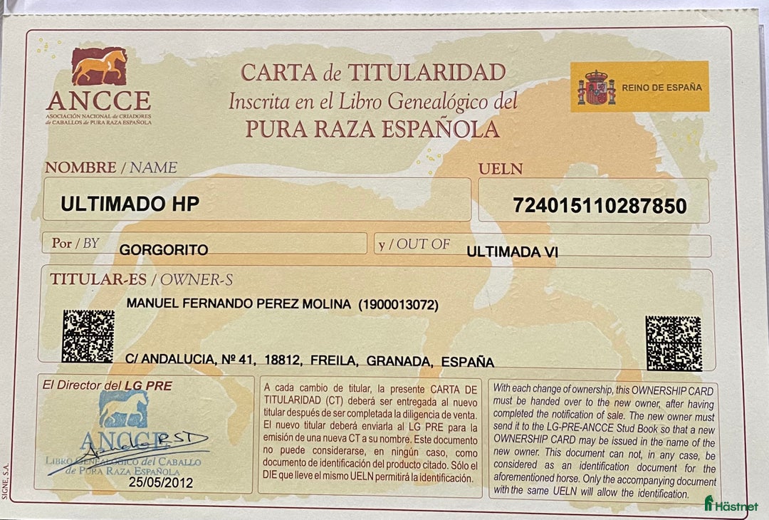 Avelshästar hästar till salu: PRE Avelshingst med dom äldsta blodslinjerna  i Hägersten - Annons 4