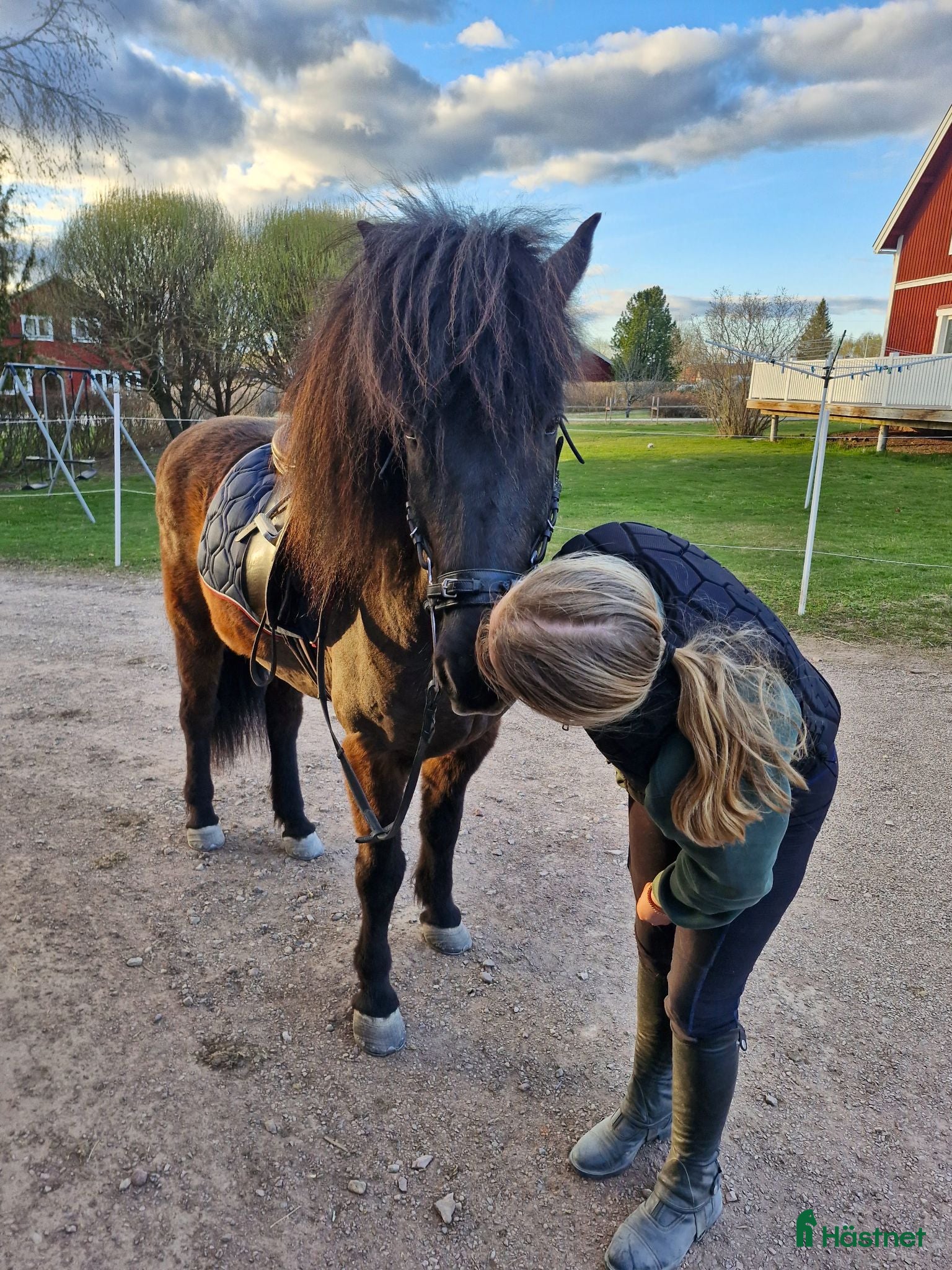  hästar Aldur, 16-årig valack - Annons 1