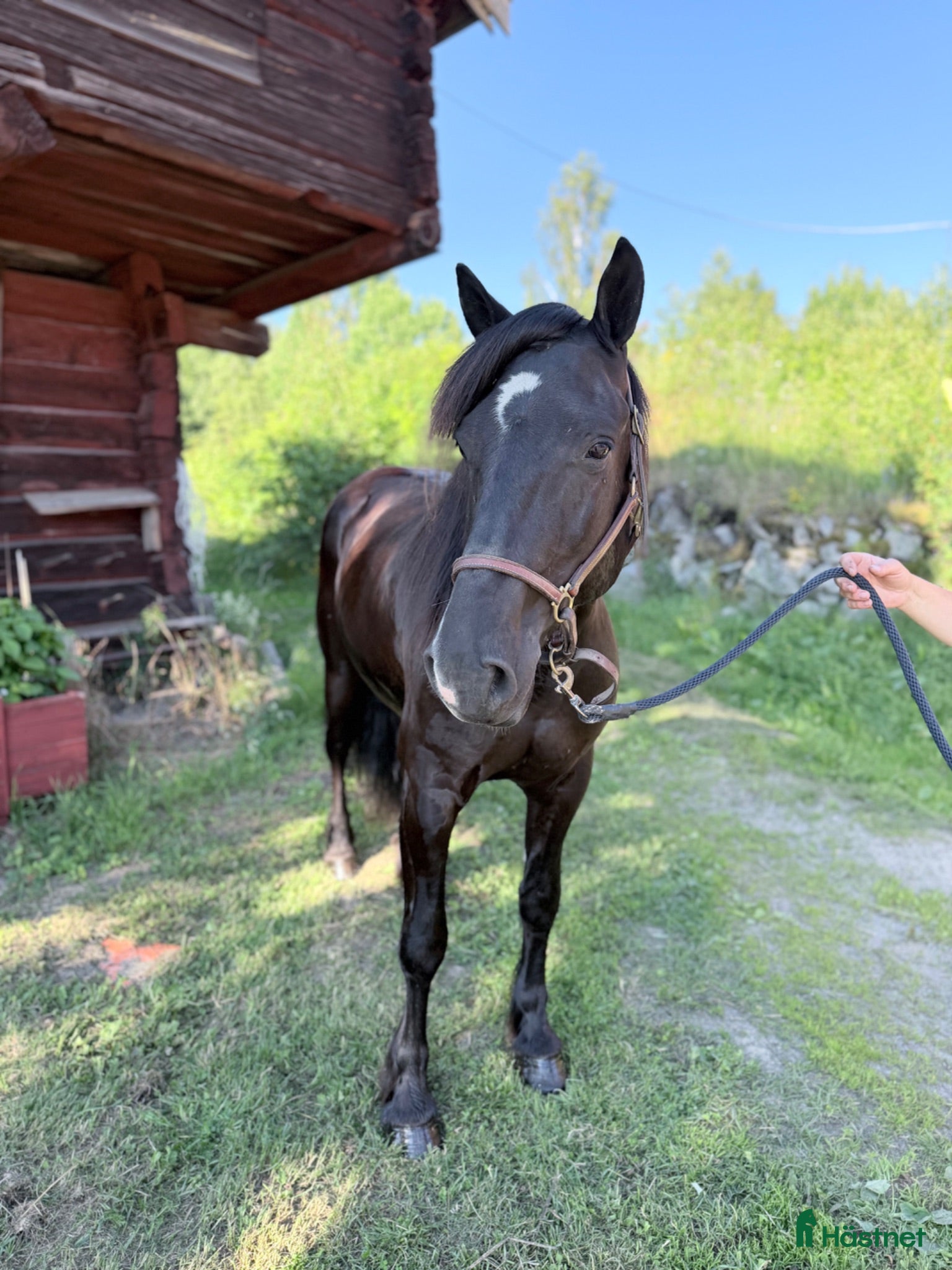  hästar Snälla Imre till salu!  - Annons 1