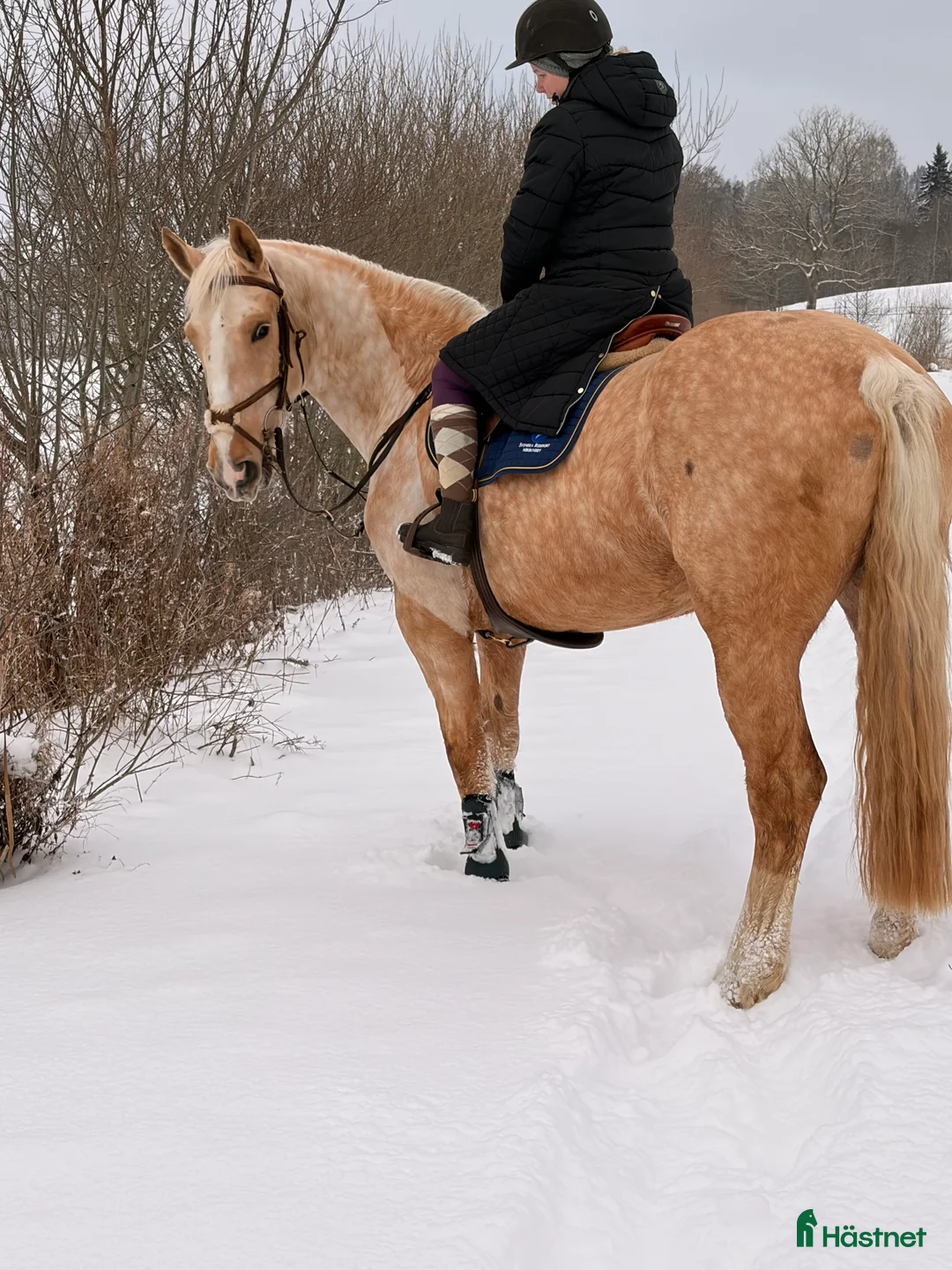 Allround hästar till salu: Perfekt ridskolehäst eller familjehäst 🐴 i Skövde - Annons 2