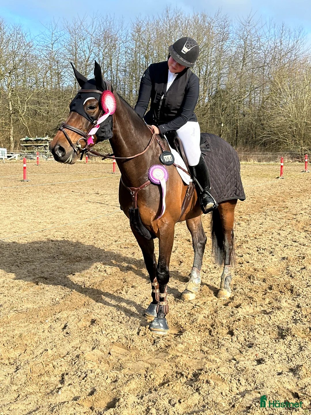 Allround hästar till salu: Freunds Call Me Favorit  - Annons 2