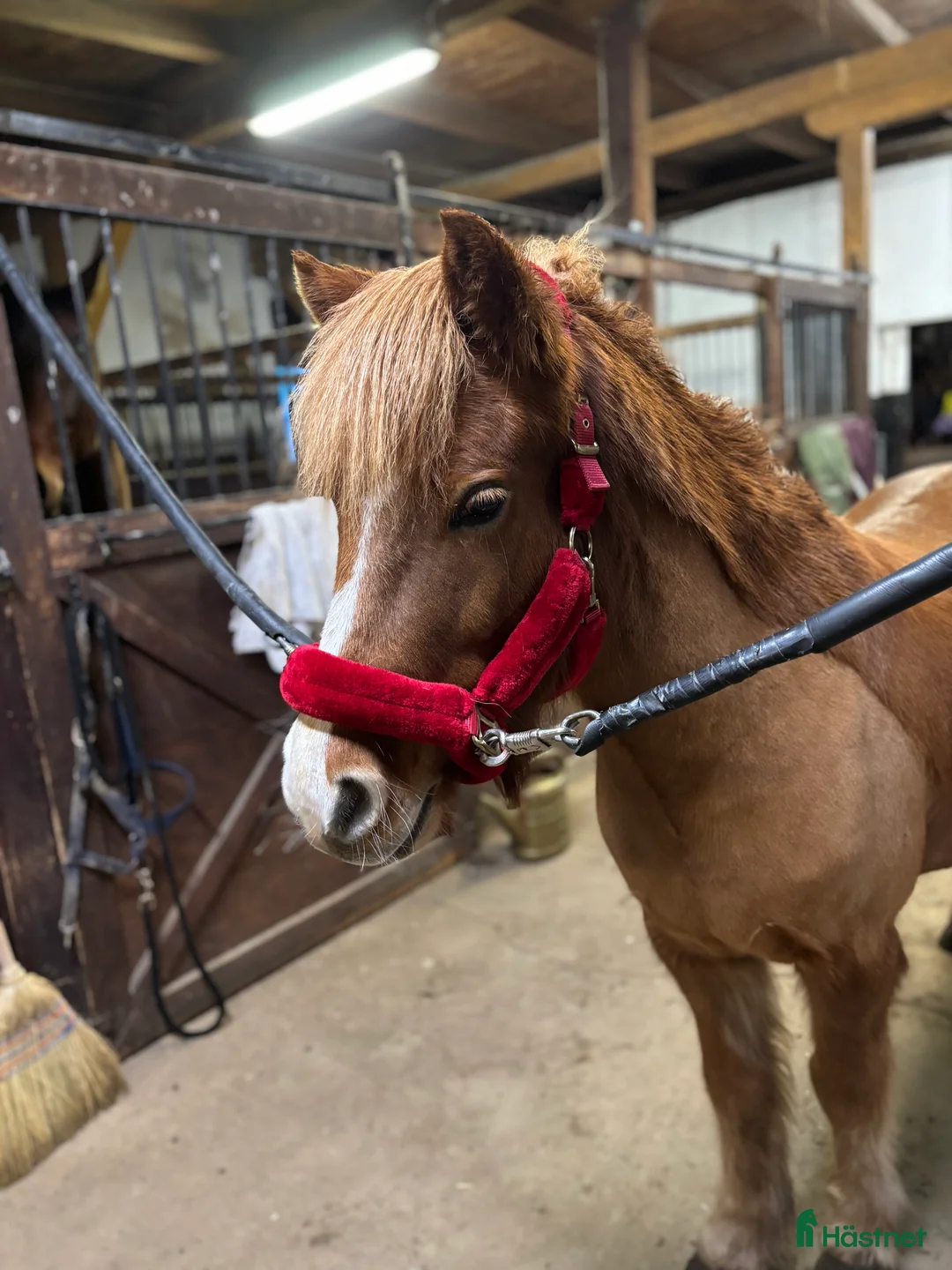 Island hästar till salu: En toppen häst för rätt person  - Annons 5