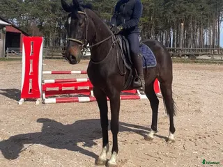 hästar Smäckert sto för hoppning/fälttävlan - Annons 4