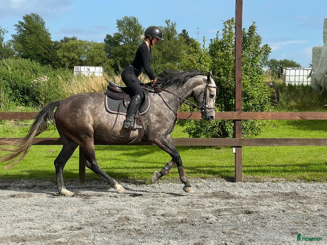 Hoppning hästar till salu: Youngster for sale - Annons 3