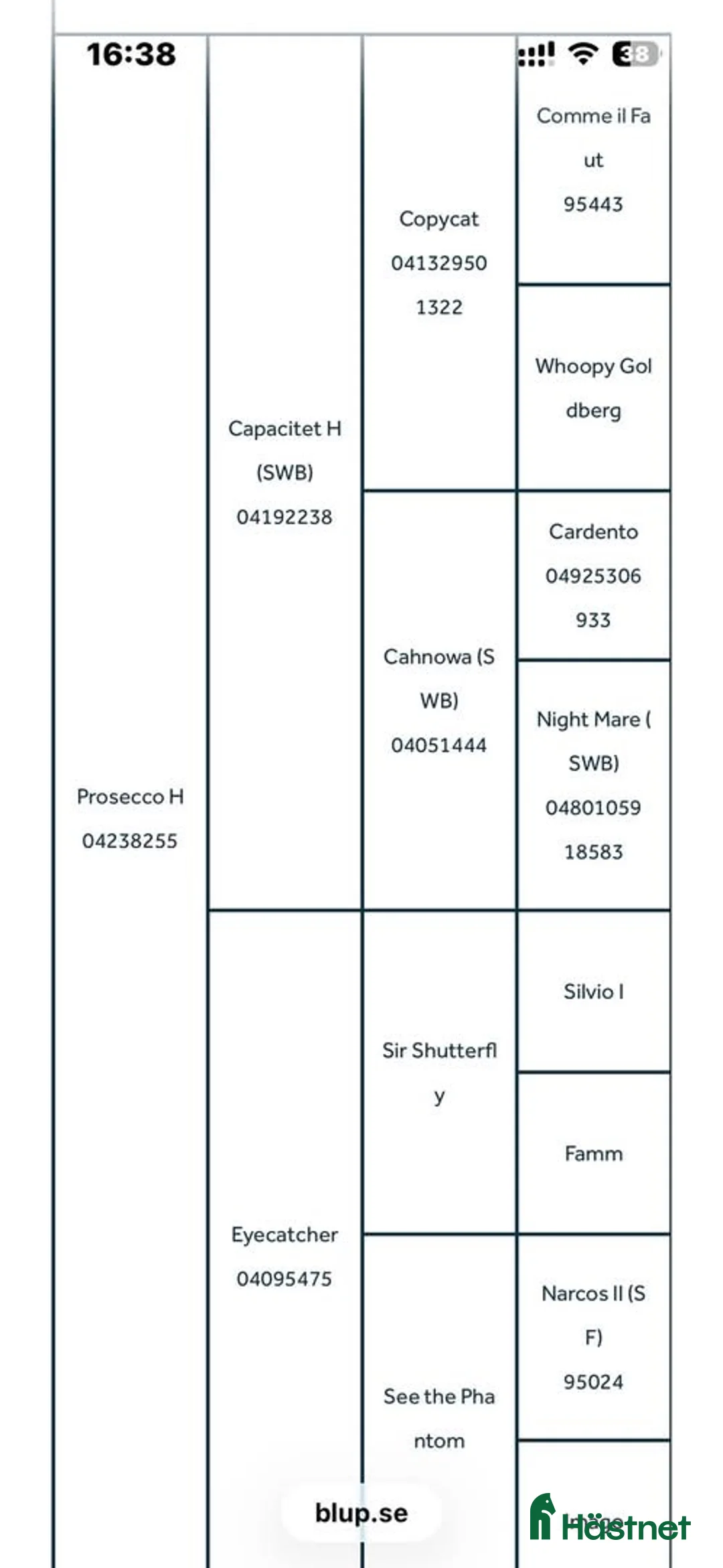 Hoppning hästar till salu: Lovande unghäst med talang & arbetsvilja!  - Annons 3