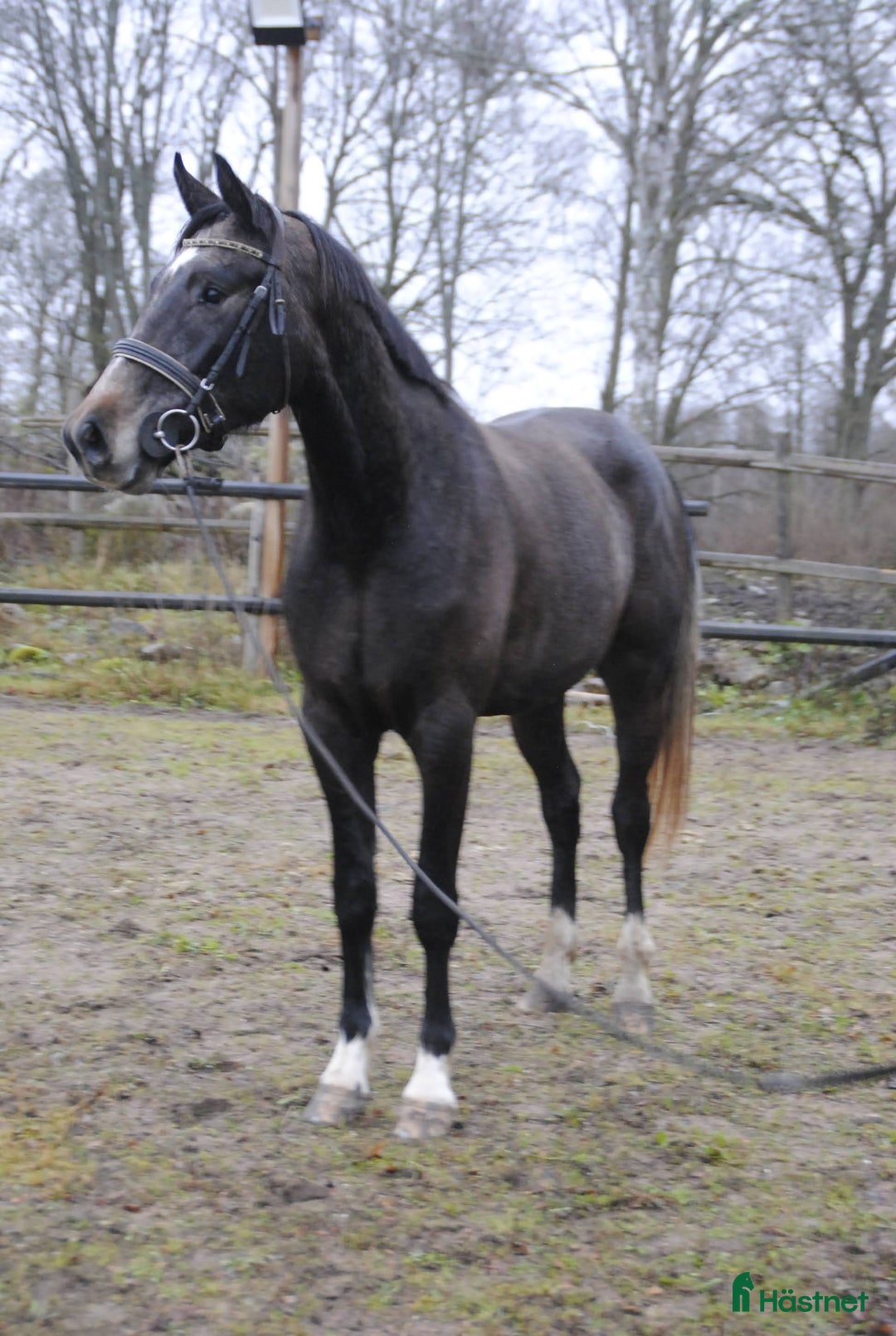 Dressyr hästar till salu: Välstammad unghäst i Odensbacken - Annons 3