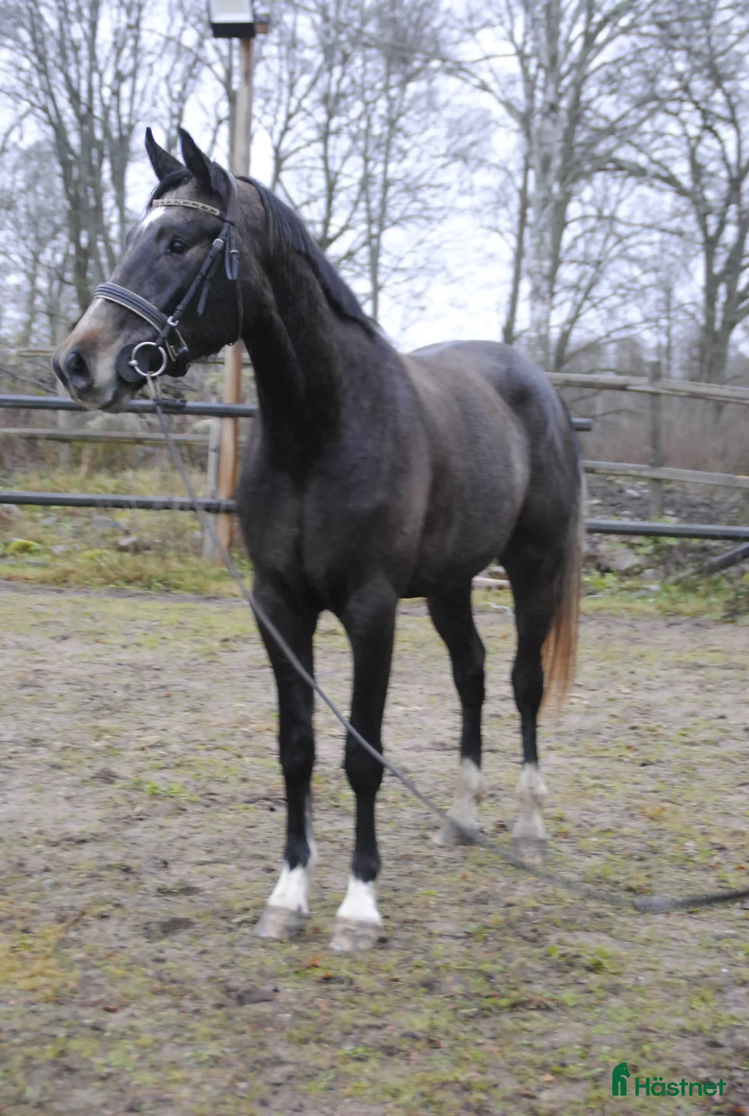 Dressyr hästar till salu: Välstammad unghäst i Odensbacken - Annons 3