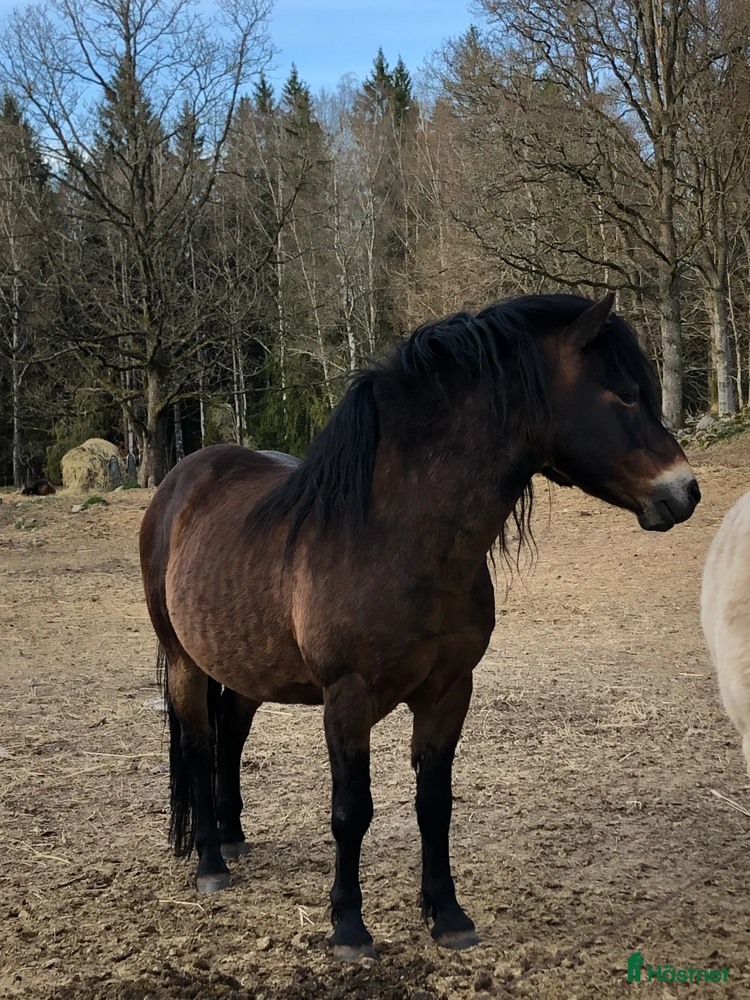 Avelshästar hästar till salu: Russhingst i Tingsryd - Annons 1