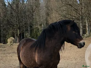 hästar Russhingst - Annons 1