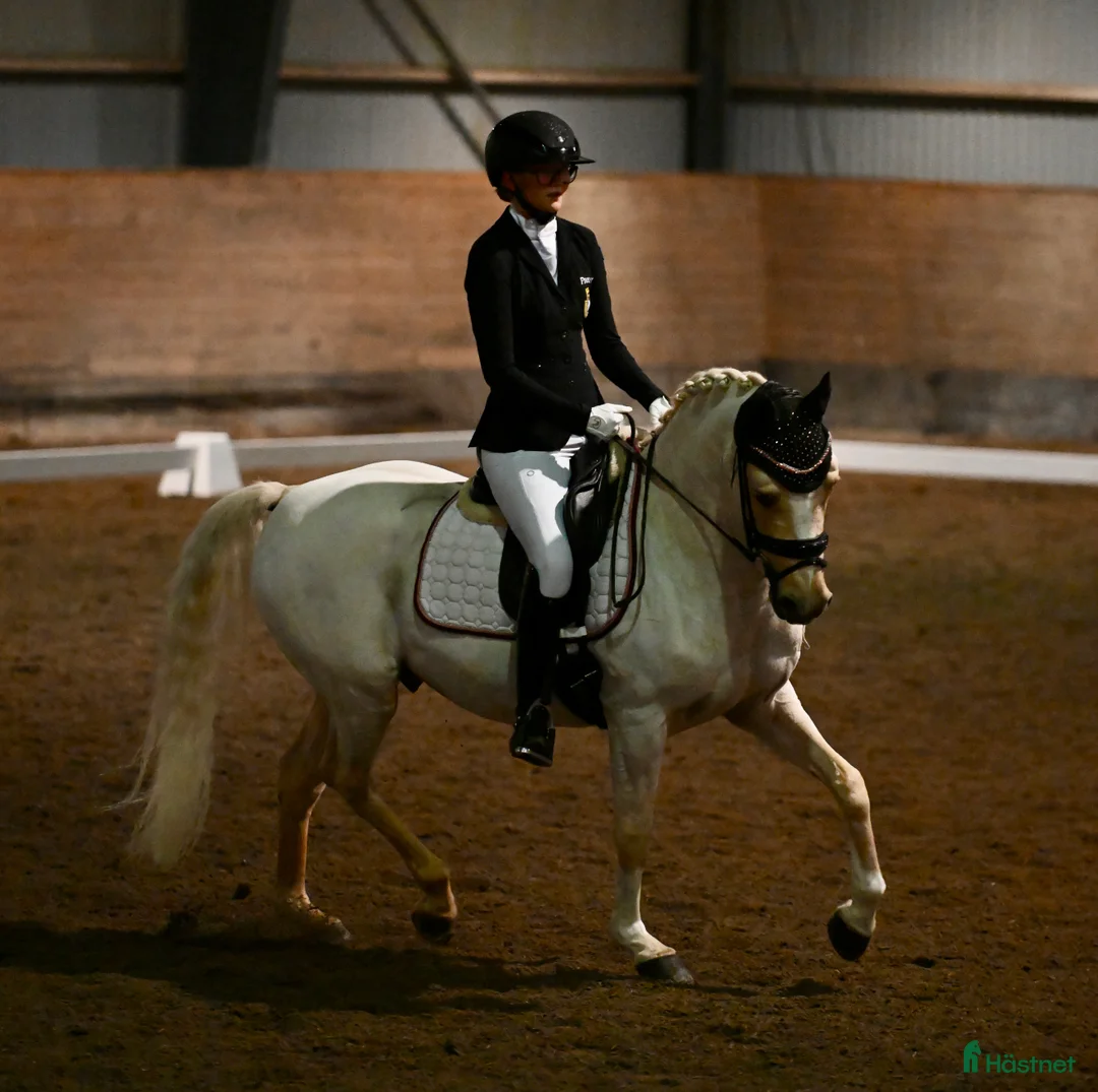 Dressyr hästar till salu: Fantastisk dressyrponny säljes! - Annons 4