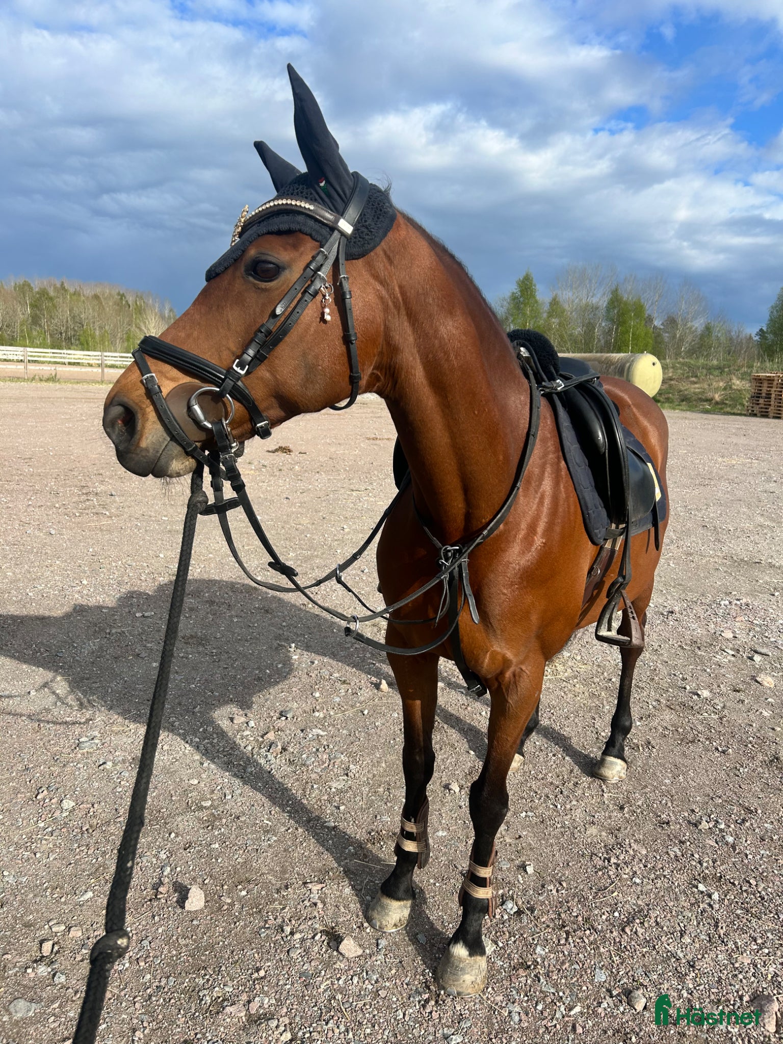  hästar Sportig ponny säljes - Annons 16