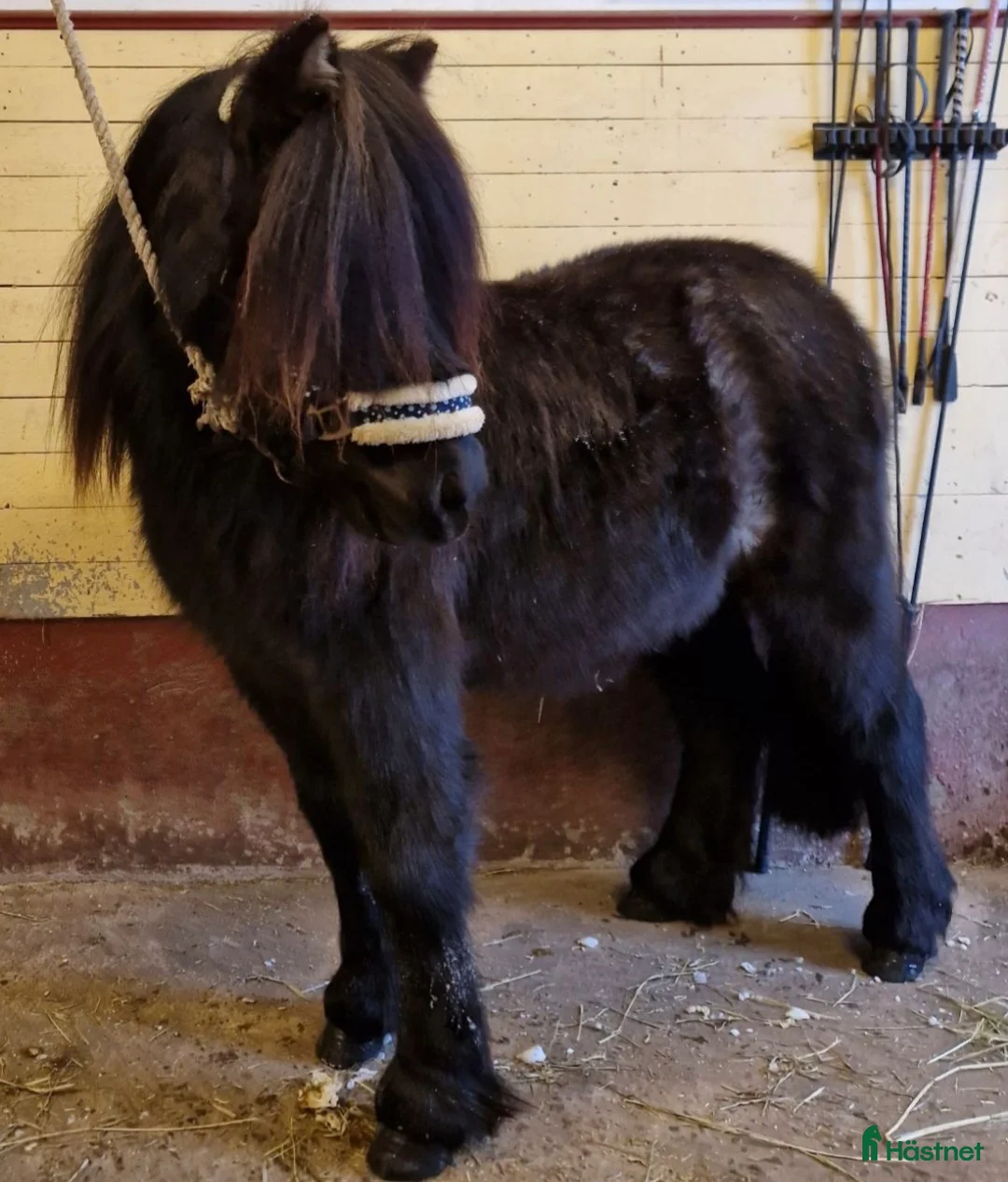 Allround hästar till salu: Supermysig shettis - Annons 1