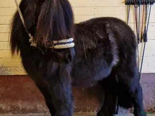 hästar Supermysig shettis - Annons 17