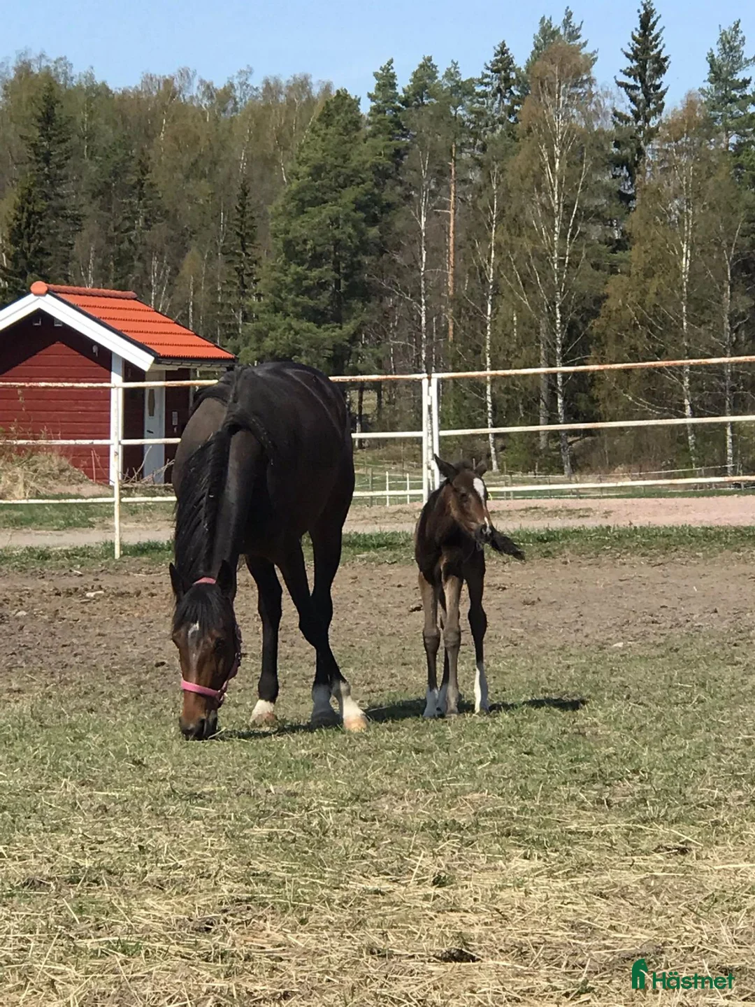 Avelshästar hästar till salu: Avelssto - Annons 1