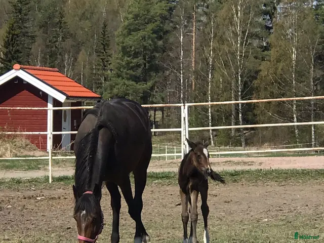 hästar till salu: Avelssto - Annons 1