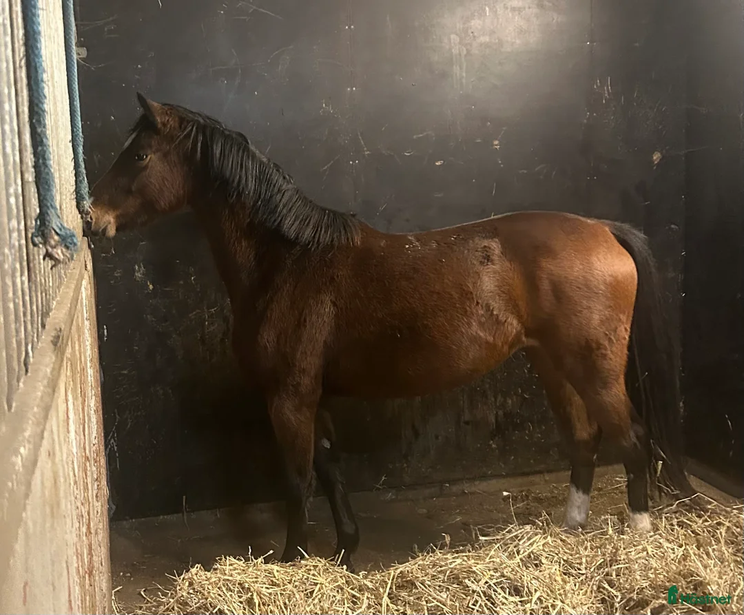 Allround hästar till salu: Jättefin 3-årig d-ponny - Annons 2