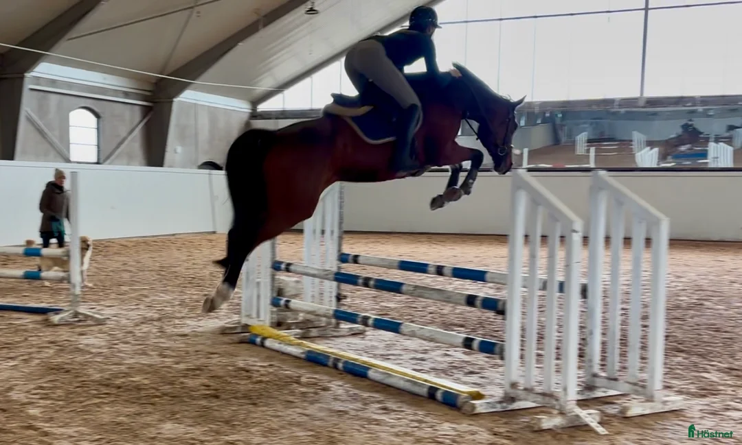 Hoppning hästar till salu: Talangfullt sto e: Conthargos- Balou du Rouet  - Annons 1