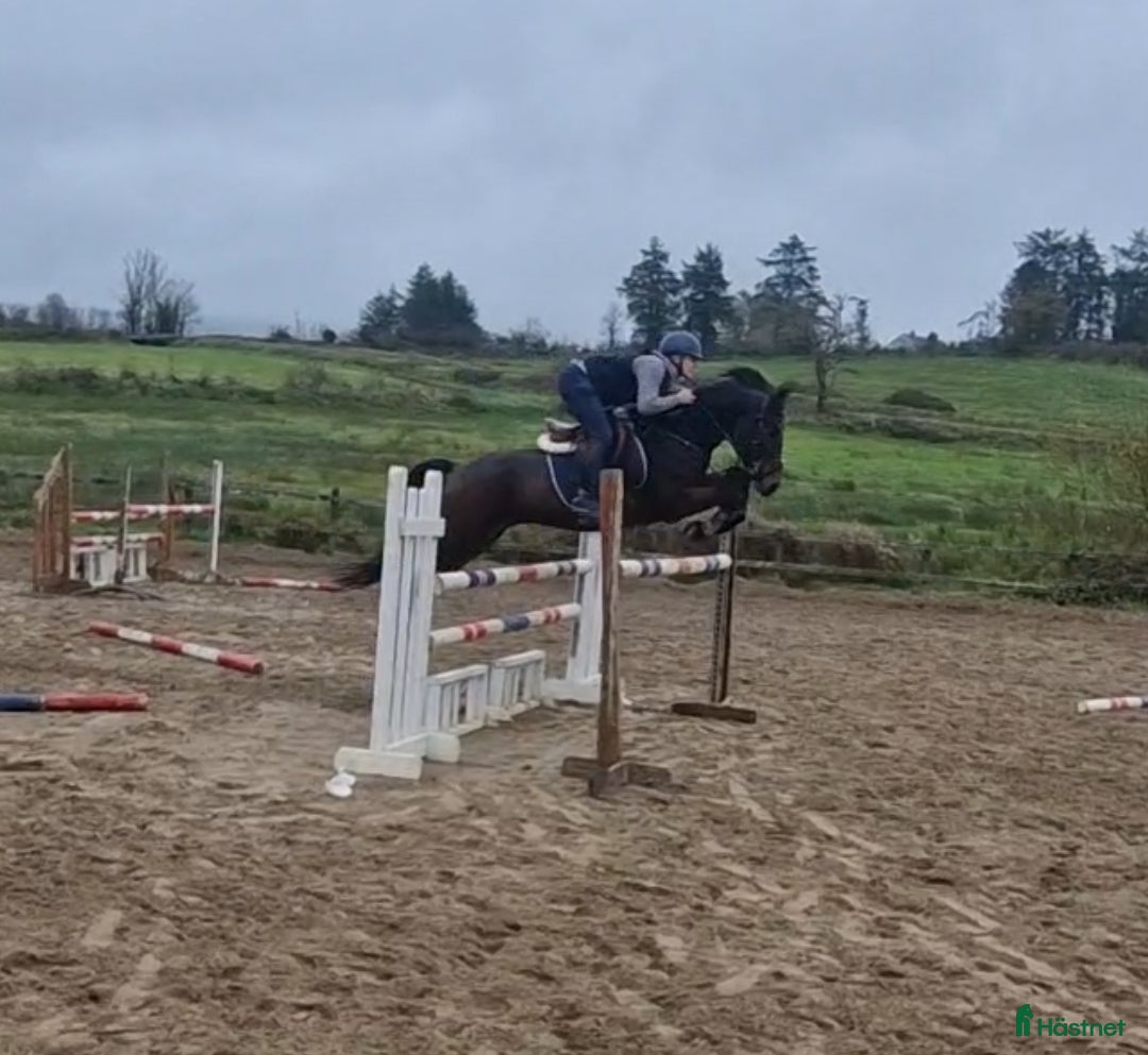 Hoppning hästar till salu: Amazing pony i Göteborg - Annons 5