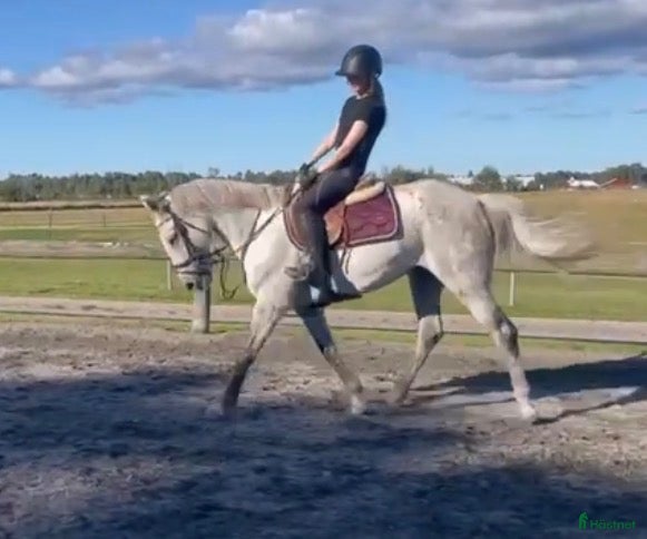  hästar D-ponny⭐️ - Annons 1