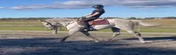 Allround hästar till salu: D-ponny⭐️ i Skara - Annons 1