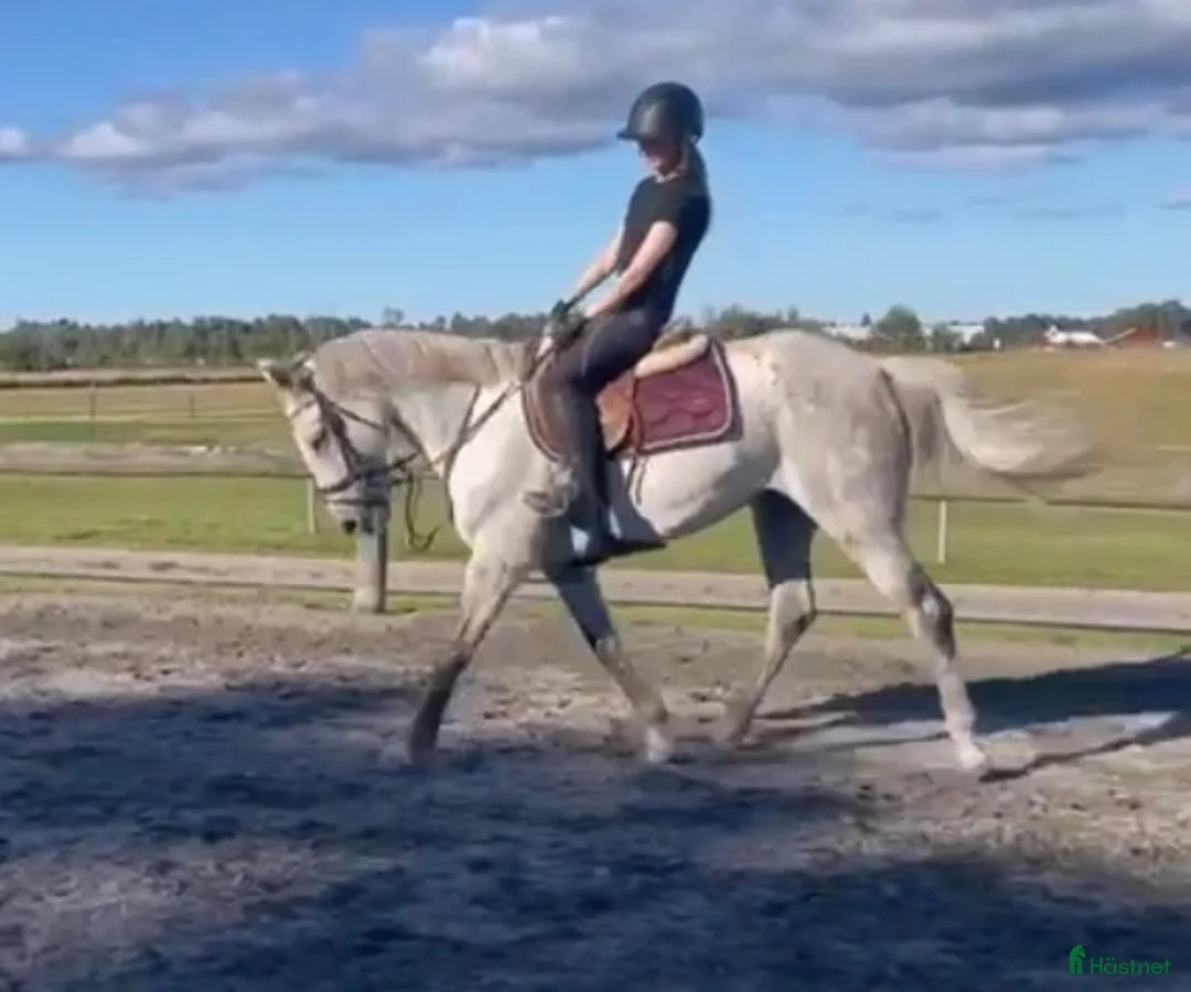 Allround hästar till salu: D-ponny⭐️ i Skara - Annons 1