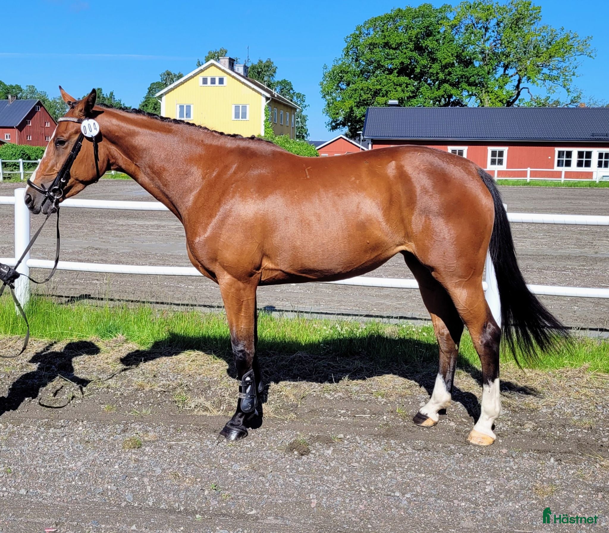 Hoppning hästar till salu: "Hjärtat" på rätt ställe - Annons 1