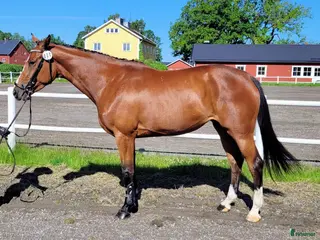 hästar "Hjärtat" på rätt ställe - Annons 1