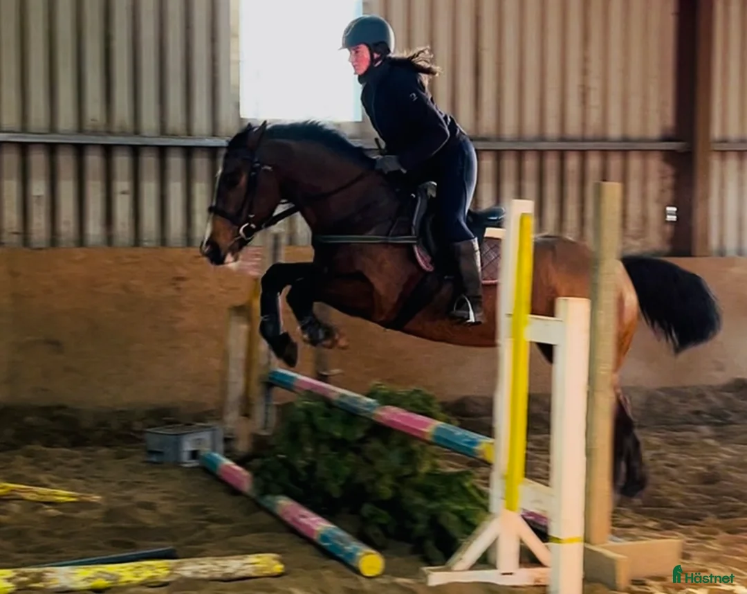 Allround hästar till salu: 6yo Allrounder mare 15,2hh i Ljungby - Annons 3