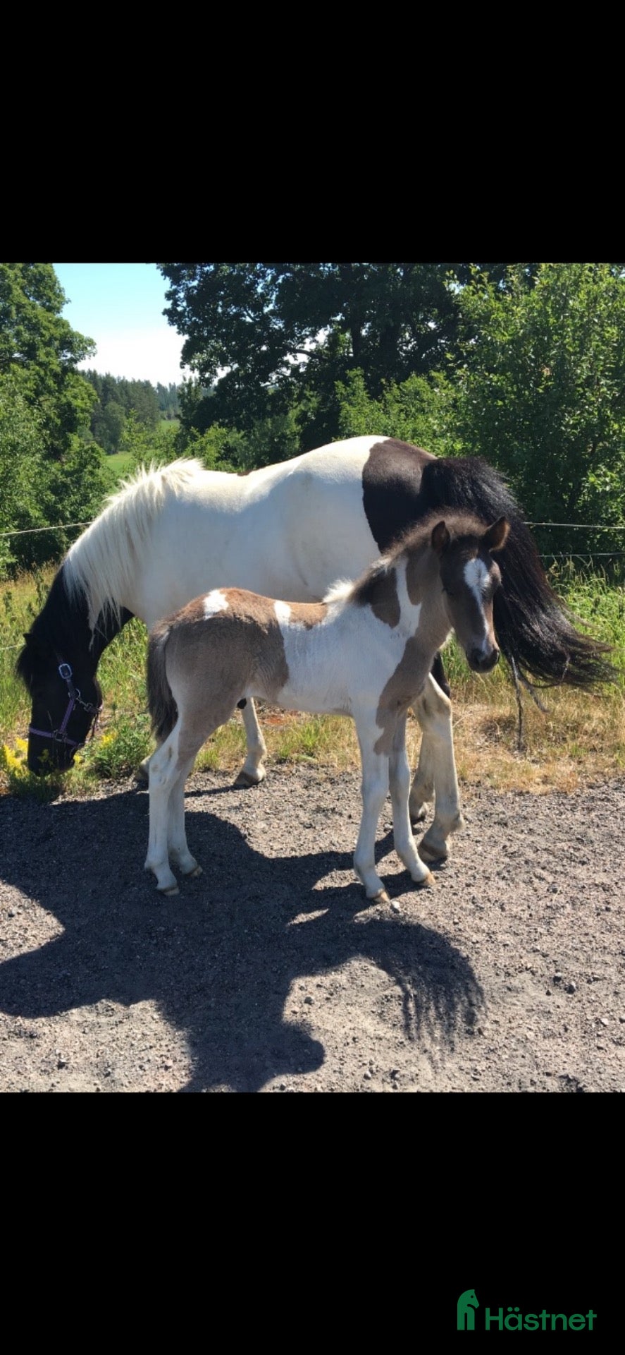  hästar Stor utvecklingspotential och toppenlynne! - Annons 2