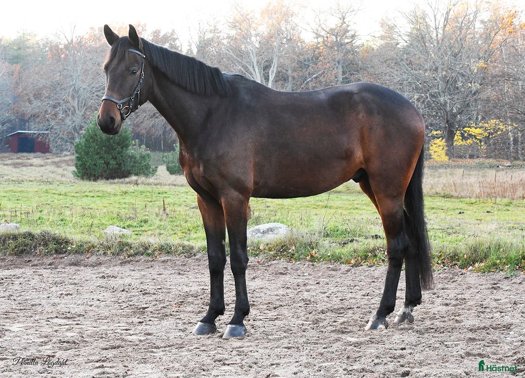 Hoppning hästar till salu: Härlig Unghäst ev Byte i Västervik - Annons 3