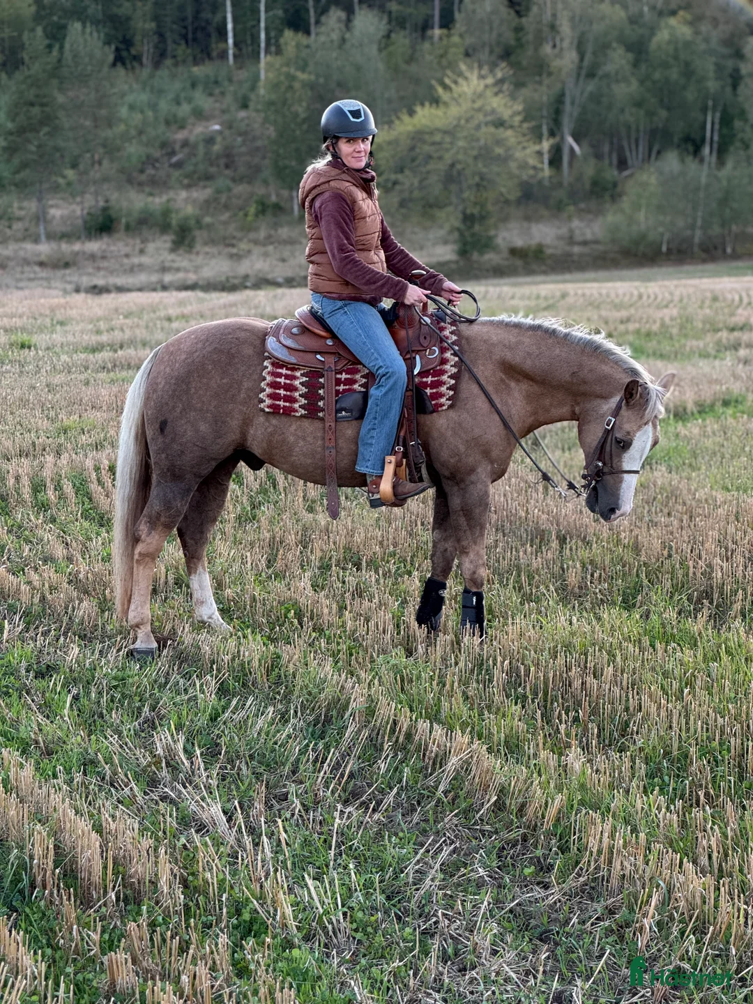 Western hästar till salu: Superfin läromästare reining! i Tidaholm - Annons 4